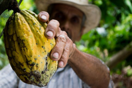 La planta de cacao, alimento básico para la producción del chocolate. Firma: Pixabay.